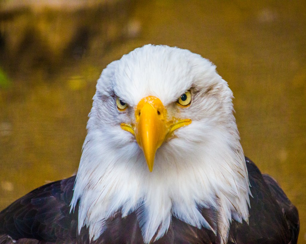 Bald Eagle Portrait